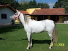 Caballos Arabe Puro Hay Fotos