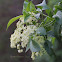 Elderberry