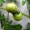 "Better Boy" tomato
