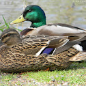 Mallard Duck