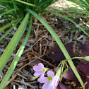 False Shamrock