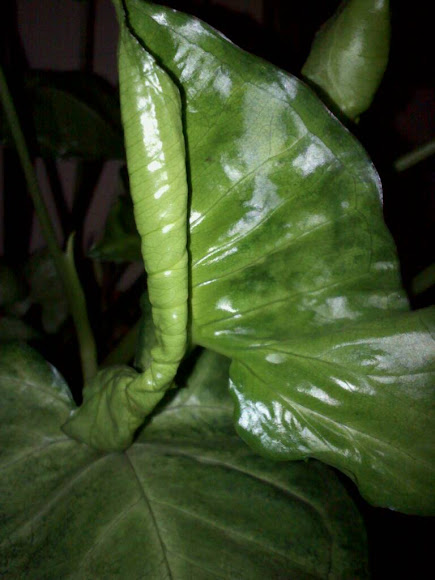 Spotting Image 1