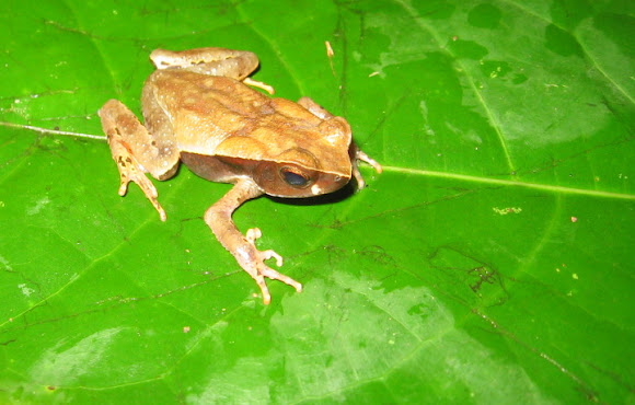 Spotting Image 1