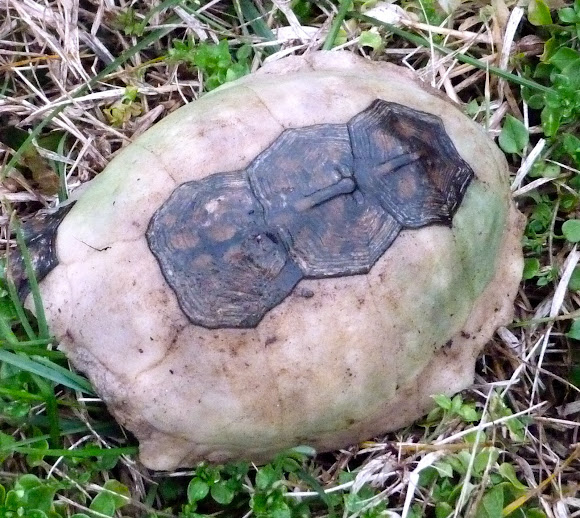 Spotting Image 1