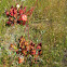 Northern Pitcher Plant