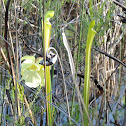Pale Pitcher Plant