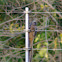Speckled Mousebird