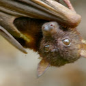 Little red flying fox