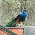 Peacock