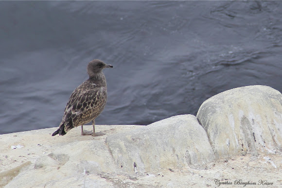 Spotting Image 1