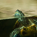 Red-eared slider