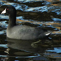 American Coot