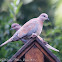 Laughing Doves