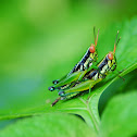 grasshopper