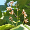 Northern Catalpa