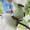 large milkweed bug