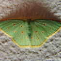 Comostola laesaria