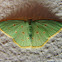 Comostola laesaria
