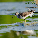 Solitary Sandpiper