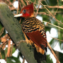 Rufous-headed Woodpecker