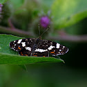 landkaartje (Araschnia levana)
