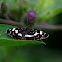 landkaartje (Araschnia levana)