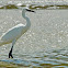 Reddish Egret (white morph)