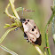 Predatory stink bug