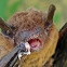 Small Bat