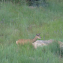 Mule Deer