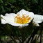 White Rose