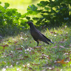 African Pied Starling