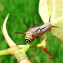 Common Crow Caterpillar
