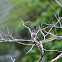 Contopus cinereus