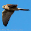 Kestrel