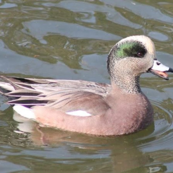 Spotting Image 1