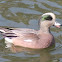 American Wigeon