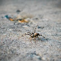 spider