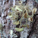 Lichen