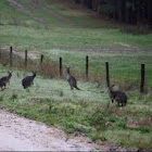 Western Grey Kangaroo