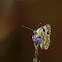 Mariposa (Bath White)