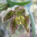 Mission Bells