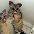 Brushtail Possum