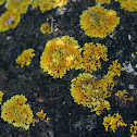 Shore Lichen