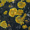 Shore Lichen