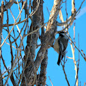 Black-capped Chickadee