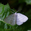 Common White Wave