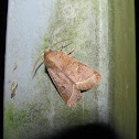 Common Quaker