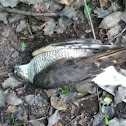 Sparrow hawk