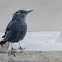 Blue Rock Thrush